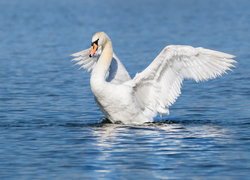 Łabędź z rozpostartymi skrzydłami