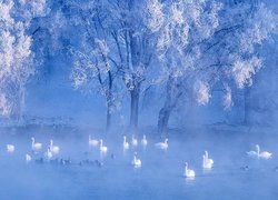 Łabędzie i kaczki na jeziorze pod oszronionymi drzewami we mgle