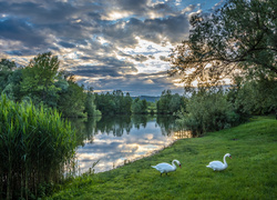 Łabędzie na brzegu jeziora otoczonego zielenią