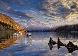 Austria, Góry, Alpy, Dolina Almtal, Jezioro Almsee, Łabędzie