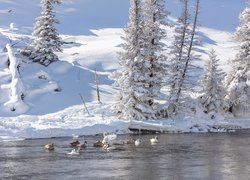 Stany Zjednoczone, Stan Wyoming, Park Narodowy Yellowstone, Rzeka Madison, Łabędzie, Łabędź trębacz, Zima, Drzewa