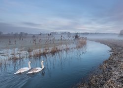 Rzeka, Trawy, Mgła, Łabędzie