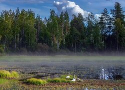 Łabędzie nad zamglonym stawem w lesie