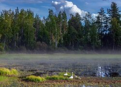 Staw, Trawa, Drzewa, Las, Łabędzie