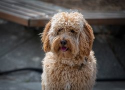 Pies, Labradoodle, Hybryda