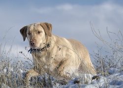 Labrador, Trawy, Śnieg