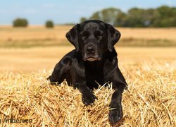 Labrador retriever leżący na słomie