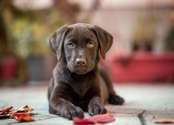 Czekoladowy, Labrador retriever, Liście, Chodnik, Rozmyte, Tło