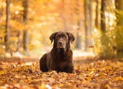 Labrador retriever, Las, Liście