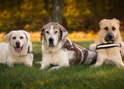 Labrador retriever, mastif hiszpański i kundelek