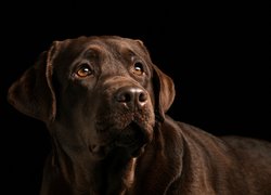 Labrador retriever na ciemnym tle