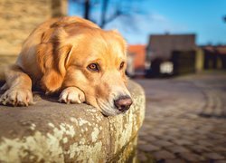 Labrador retriever na krawężniku