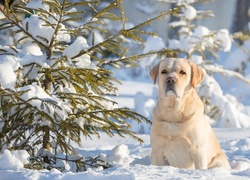 Labrador retriever na puchowej śnieżnej poduszce