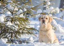 Labrador, Retriever, Śnieg, Zima, Iglaki