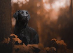 Labrador retriever obok drzewa