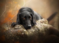 Pies, Labrador retriever, Mordka, Drzewo