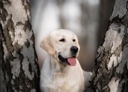 Labrador retriever pomiędzy brzozami