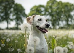 Labrador retriever pośród dmuchawców na łące