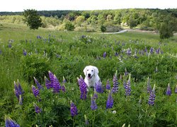 Labrador retriever pośród łubinu