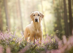 Pies, Labrador retriever, Wrzosy