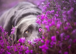 Pies, Labrador retriever, Mordka, Wrzos