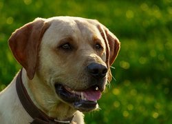 Labrador retriever w obroży