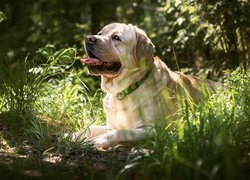 Labrador retriever w trawie z wywieszonym językiem