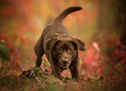 Labrador retriever w trawie