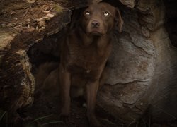 Labrador retriever w wydrążonej kłodzie drzewa