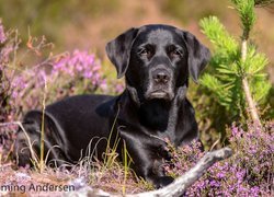 Labrador retriever we wrzosach