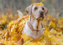 Labrador retriever wśród pożółkłych liści