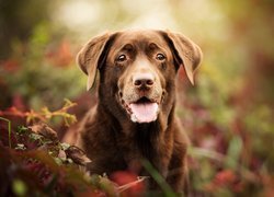 Labrador retriever wśród roślin