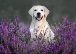 Labrador retriever wśród wrzosów