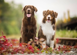 Psy, Labrador retriever, Owczarek australijski, Tory, Rośliny