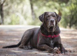 Labrador retriever z szyszką