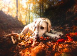 Pies, Labrador retriever, Liście, Jesień, Las