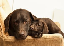 Labradory na kanapie