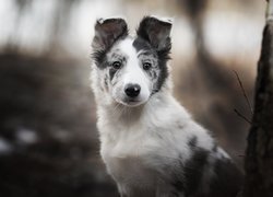 Pies, Border collie, Szczeniak