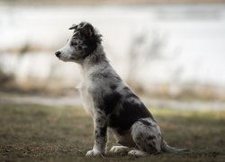 Łaciaty szczeniak border collie