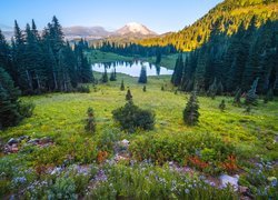 Stany Zjednoczone, Waszyngton, Park Narodowy Mount Rainier, Stratowulkan, Mount Rainier, Góry, Jezioro, Tipsoo Lake, Drzewa, Łąka, Kwiaty