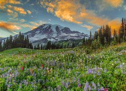 Park Narodowy Mount Rainier, Stratowulkan Mount Rainier, Góry, Łąka, Kwiaty, Łubin, Drzewa, Chmury, Stan Waszyngton, Stany Zjednoczone