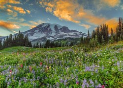 Łąka i drzewa na tle stratowulkanu Mount Rainier