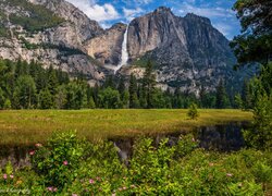 Łąka i drzewa u podnóża gór w Parku Narodowym Yosemite