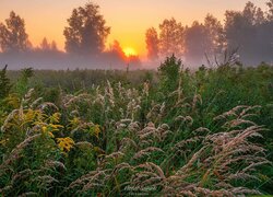 Wschód słońca, Łąka, Trawa, Drzewa, Mgła