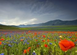 Włochy, Umbria, Góry Apeniny, Płaskowyż Piano Grande, Lato, Łąka, Kwiaty, Maki, Chabry