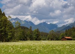 Góry, Polana, Łąka, Kwiaty, Dom, Szopa, Las, Drzewa