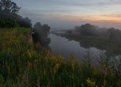 Rzeka, Skarpa, Drzewa, Trawa, Mgła