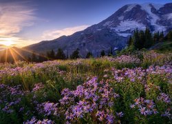 Stany Zjednoczone, Park Narodowy Mount Rainier, Stratowulkan Mount Rainier, Łąka, Kwiaty, Promienie słońca, Drzewa, Góry