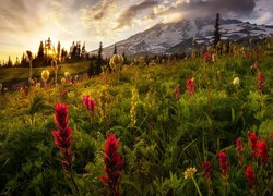 Łąka, Stratowulkan Mount Rainier, Park Narodowy Mount Rainier, Stan Waszyngton, Stany Zjednoczone, Góry, Kwiaty, Alpinia purpurowa, Wschód słońca