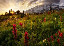 Łąka na tle stratowulkanu Mount Rainier